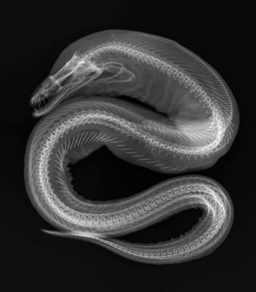 The Smithsonian <a href="https://www.flickr.com/photos/nmnh/6721869049/in/set-72157628928831747/">shared</a> a collection of x-rays of underwater creatures. Recognize this eerie eel? It's Enchelynassa canina -- a kind of moray. <a href="https://www.popsci.com/article/science/rainbow-clouds-cyber-dogs-and-other-amazing-images-week/"><em>From November 7, 2014</em></a>