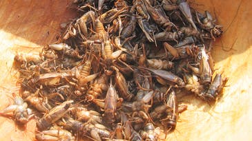 The Environmental Benefits Of Eating Crickets Vs. Chicken: It’s Complicated