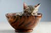 cat in a bowl