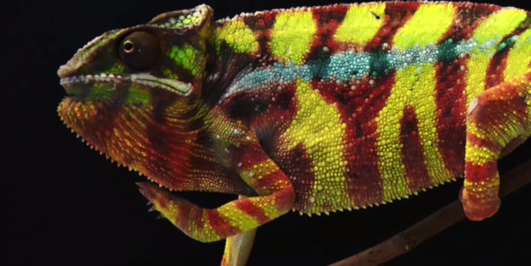 Tiny Crystals Are The Secret To Chameleon Color Change [Video]