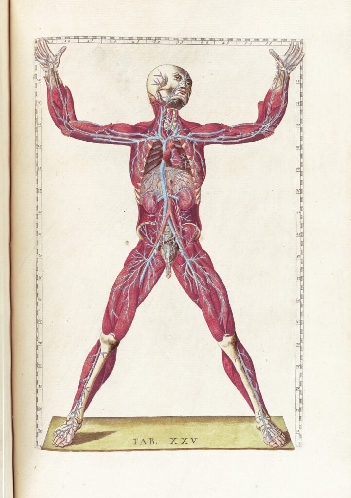 Eustachi lived in 16th-century Italy, where he served as physician to a duke, and then to a cardinal in Rome. He supported the theories of anatomy developed by the ancient Greek physician Galen, which were based on dissections of animals, not human cadavers. Some <a href="http://vesalius.northwestern.edu/essays/animalanatomy.html">Galenic weirdnesses</a> included the belief that human blood was cleaned by a structure in the neck that actually appears in sheep, for cooling their blood, but not in people.
