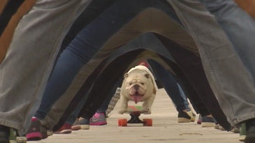 Otto The Bulldog Skateboards