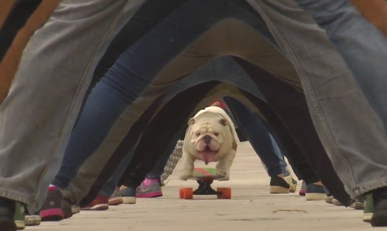 Otto The Bulldog Skateboards