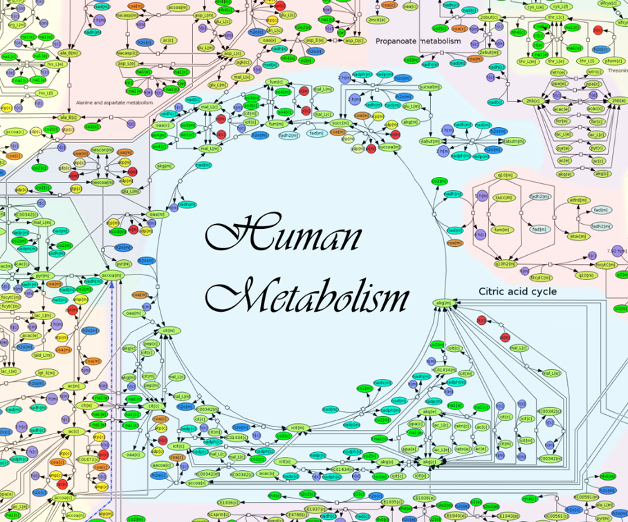 Researchers Create A &#8216;Google Map&#8217; Of The Human Metabolism