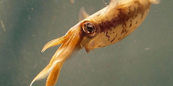 How Squid Are Inspiring Better Camouflage For Soldiers