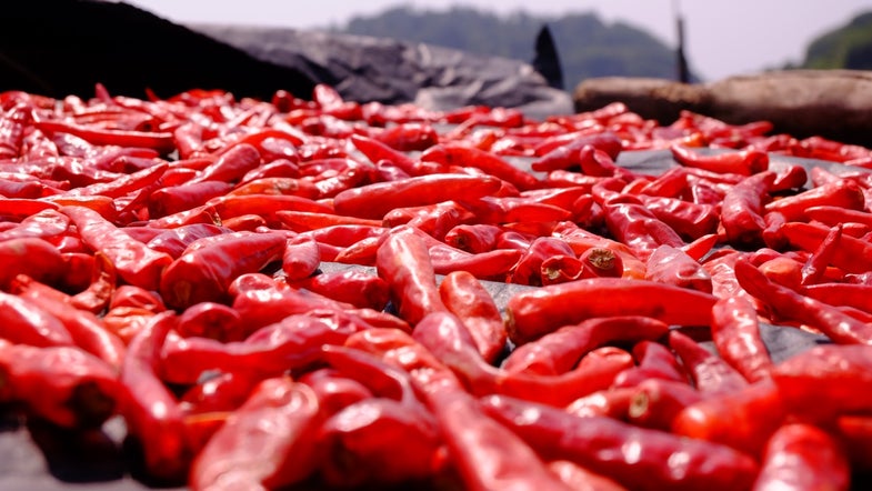 big bed of red chili peppers