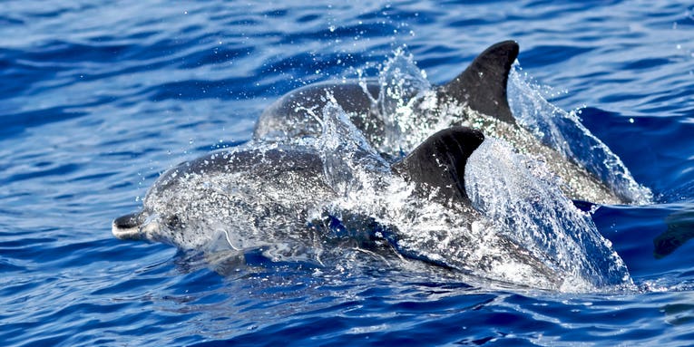 Divers Attempt to Communicate With Wild Dolphins, Using A Two-Way Translation Device