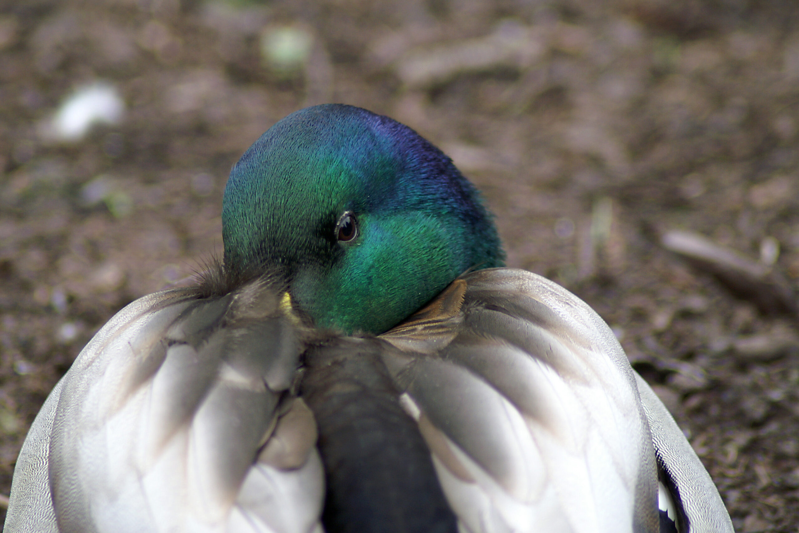 Birds with bigger beaks get colder noses