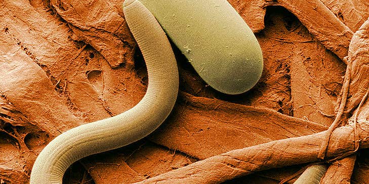 Microscopic Worms Could Sniff Out Explosives