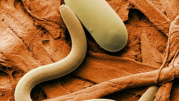 Microscopic Worms Could Sniff Out Explosives