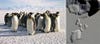 A joint project between the University of Minnesota's Polar Geospatial Center and the British Antarctic Survey showed that there are twice as many emperor penguins in the Antarctic than previously thought. And they did it by examining high-resolution photos from a satellite. Read more <a href="http://minnesota.publicradio.org/display/web/2012/04/11/penguins-antarctica/?utm_source=mprnews&amp;utm_medium=hompepage&amp;utm_term=h3story&amp;utm_content=Environment&amp;utm_campaign=homepageopt#3">here</a>.