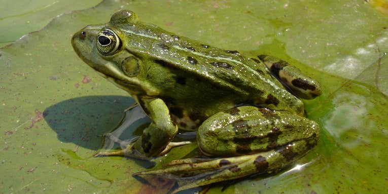 A Ribbit-ing Concept In Wound Healing