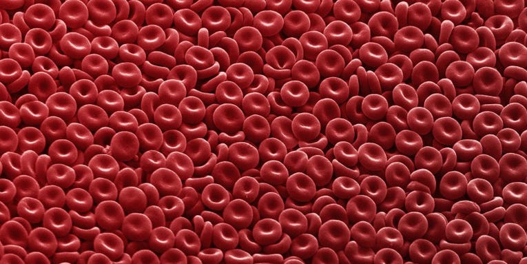 First Red Blood Cells Made From Adult Cells Ready For Human Transfusions