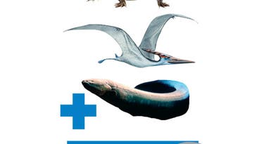 If Evolution Had Taken a Different Turn, Could Dragons Have Existed?