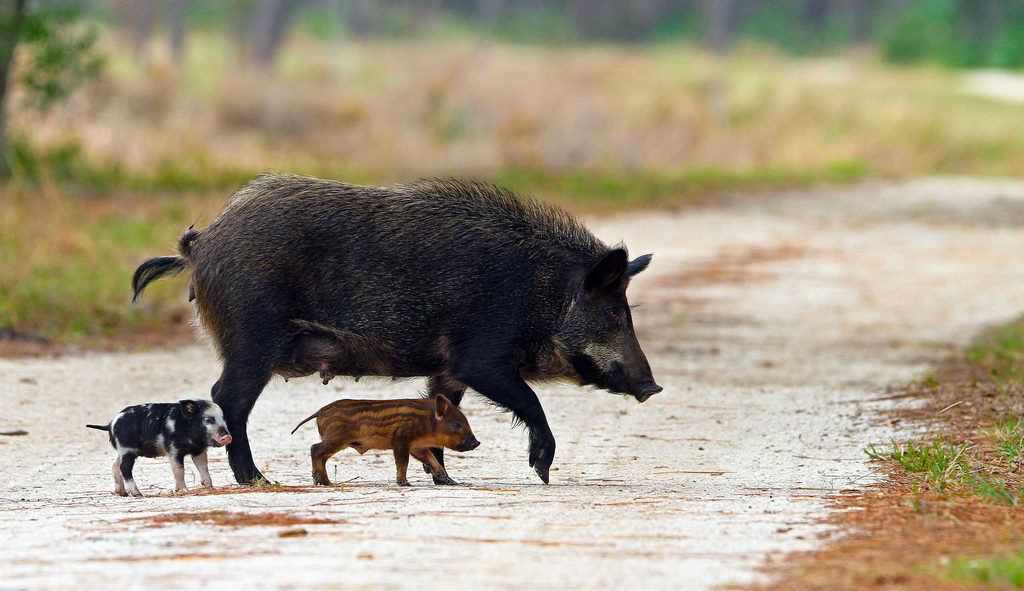 Feral Pigs and Tenacious Plants: What Makes an Invasive Species Invasive?