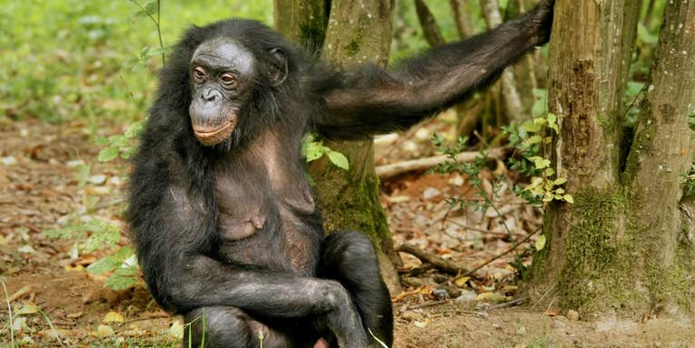 Female Bonobos’ Phony Sex Displays Let Them Pick Mates At Leisure