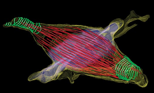 This image shows a 3-D reconstruction from electron tomograms of high pressure-frozen cells. Red: microtubules; green: 17 nm diameter filaments; blue: midbody; yellow: plasma membrane. This image relates to an article that appeared in the Feb. 10, 2011, issue of Science Express, published by AAAS. The study, by Dr. Julien Guizetti at Swiss Federal Institute of Technology Zurich (ETHZ) in Zurich, Switzerland, and colleagues was titled, “Cortical Constriction During Abscission Involves Helices Of ESCRT-III-Dependent Filaments."