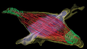 Newly Found Filaments Inside Cells Might Be the Key to How They Divide