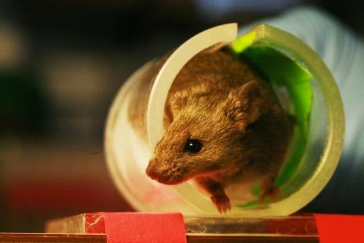 Found: The Part Of The Mouse Brain That Motivates Exercise