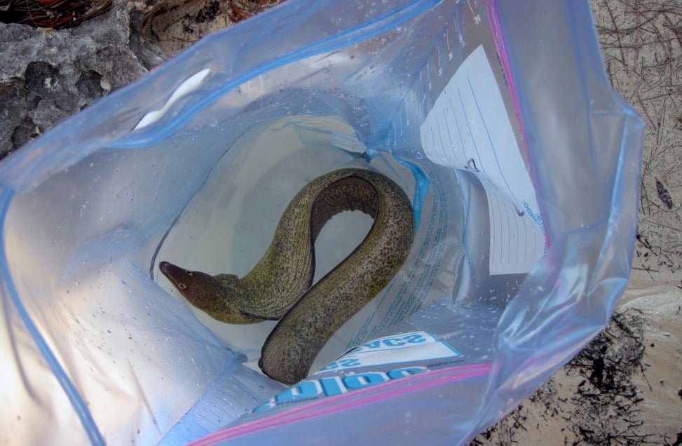 purple mouth moray eel in a plastic bag
