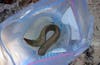 purple mouth moray eel in a plastic bag