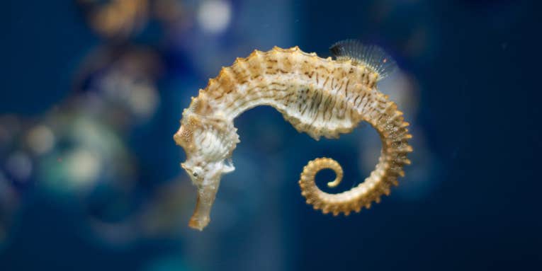Why Do Seahorses Have Square Tails?