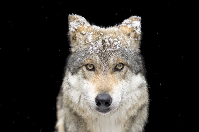 A Mexican gray wolf