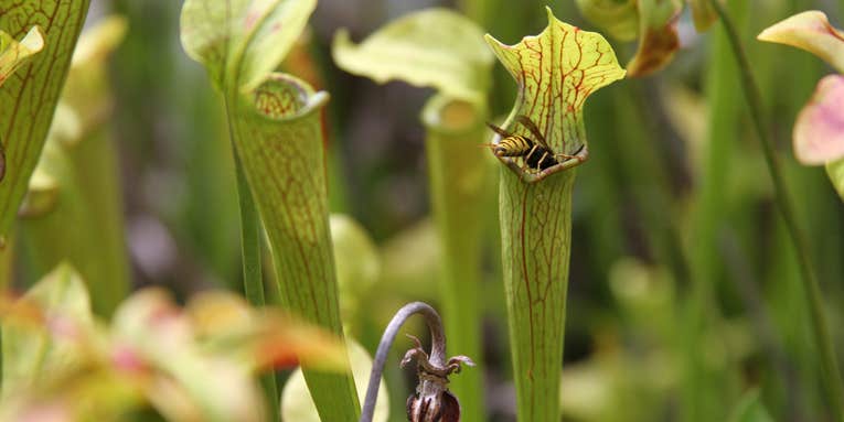 Carnivorous plants aren’t as cool as you think
