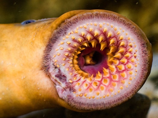 No, this isn't a new model of vacuum cleaner. It's a sea lamprey, a nightmarish type of creature that's been around for about 300 million years. There are lots of species of lampreys, and not all are parasitic, but this one is particularly vicious/awesome: once it attaches to a victim, the lamprey uses its central, tongue-like structure to gouge a hole in its victim's flesh. Then it uses its teeth to rasp its way through the various layers of flesh, sometimes making its way all the way through the victim's body. Once it starts, it's virtually unstoppable.