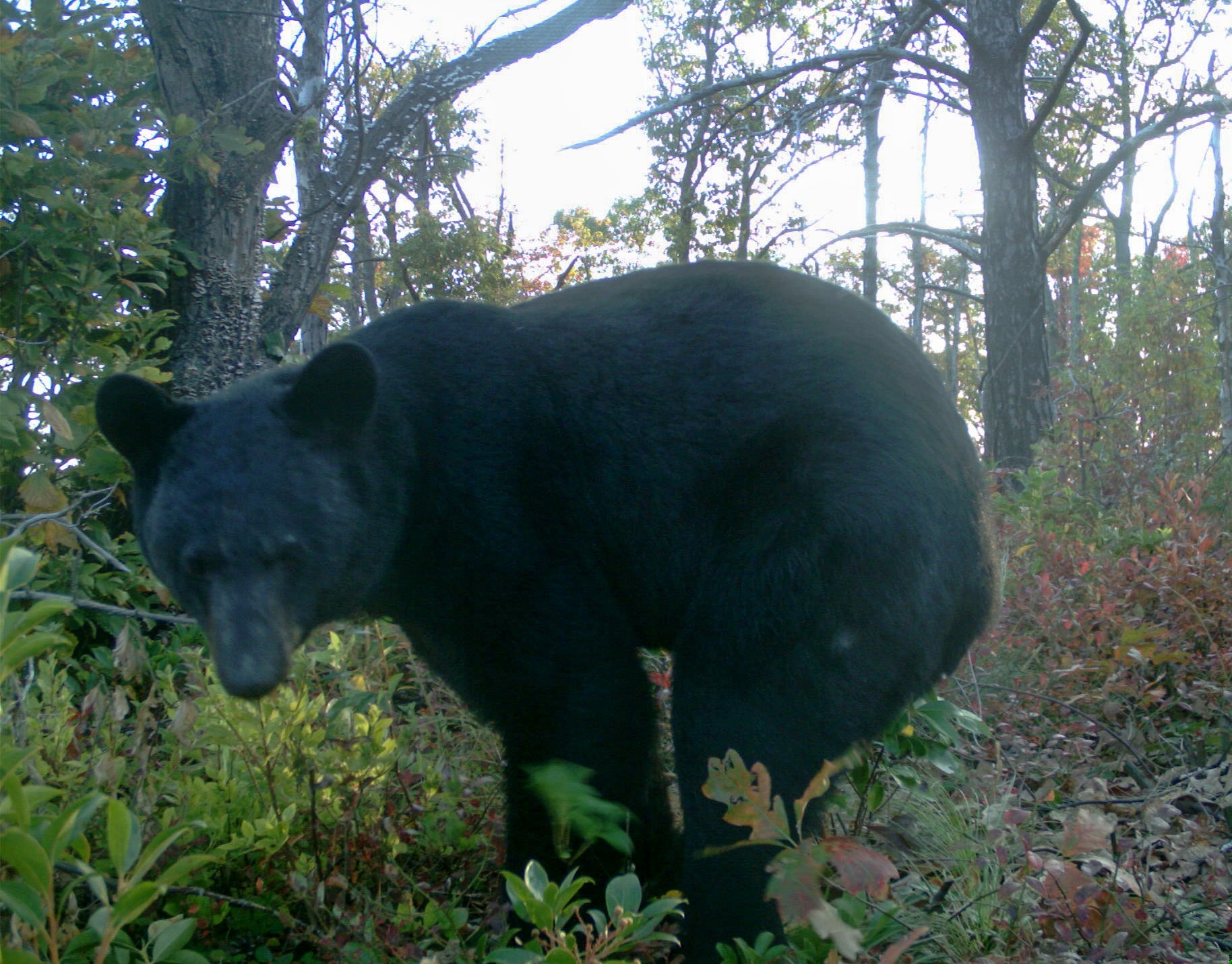 10 embarrassing animal photos captured by camera traps | Popular Science
