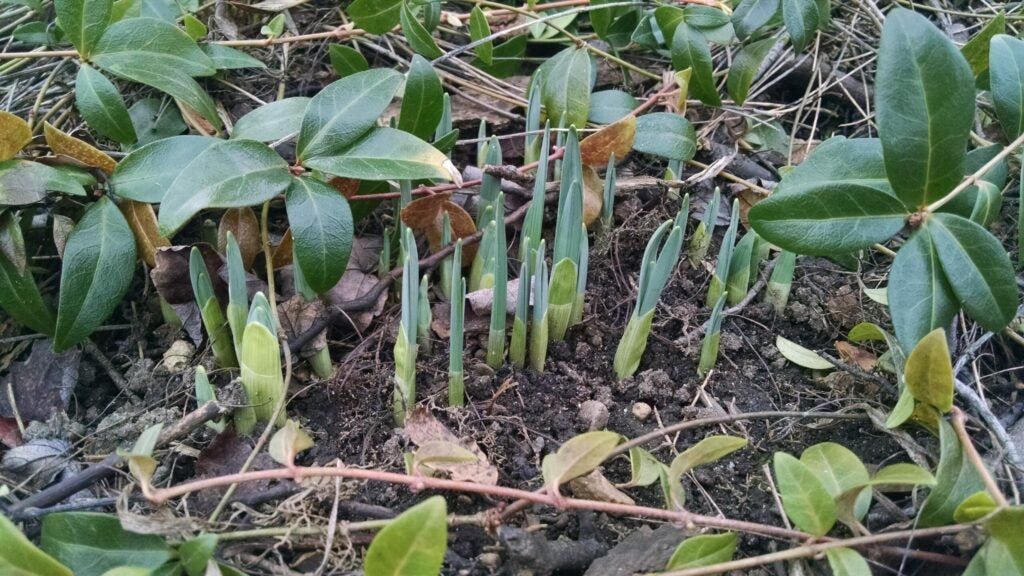 young shoots from daffodil bulbs