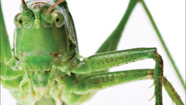 Why Do Humans Have a Fear of Insects?