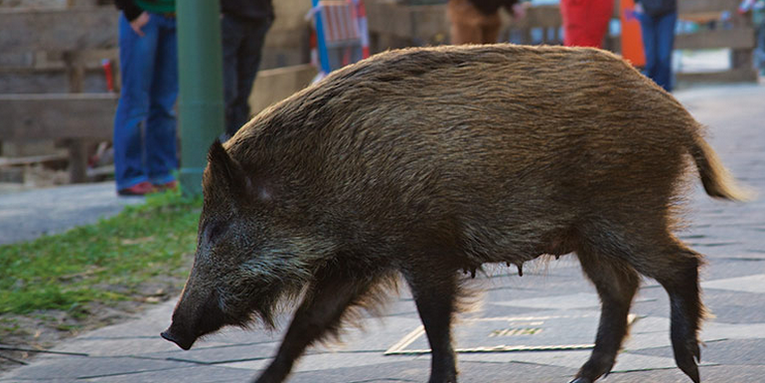 We’re Losing The Battle Against Wild Pigs
