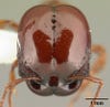acanthomyrmex concavus ant in 3d