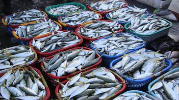 Your Seafood Might Contain Tiny Plastic Particles
