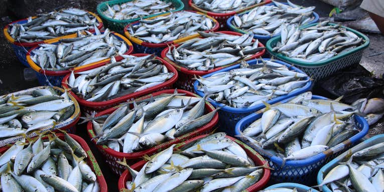 Your Seafood Might Contain Tiny Plastic Particles