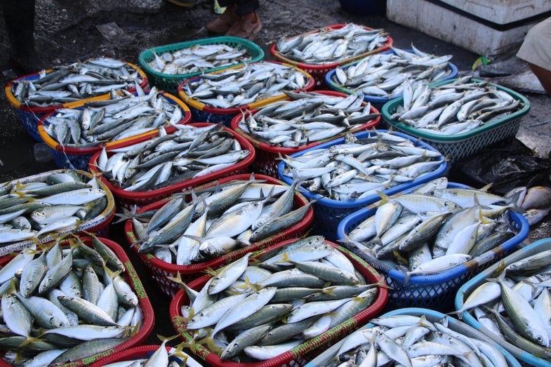 UC Davis researchers found plastic fragments and textile fibers in 25 percent of fish sold in Indonesian and California markets.
