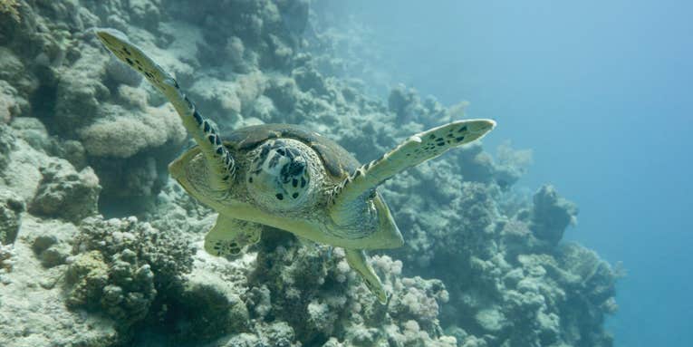 Eleanor the sea turtle swam through a tropical storm and survived