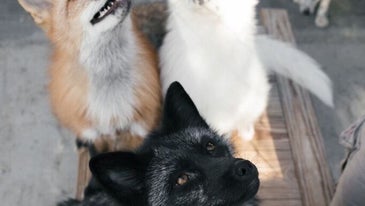 three domesticated foxes
