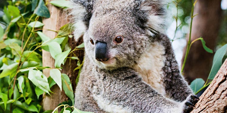 Chlamydia Vaccine Could Save The Wild Koala