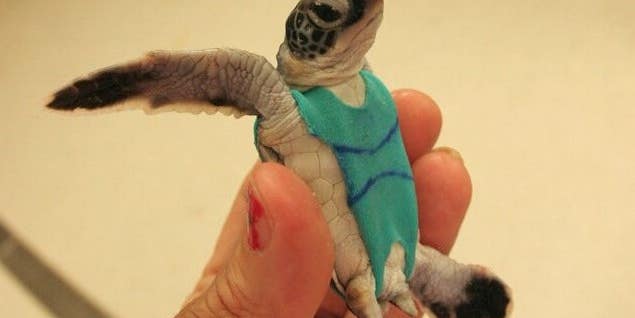 Sea Turtles Wear Swimsuits To Help Researchers