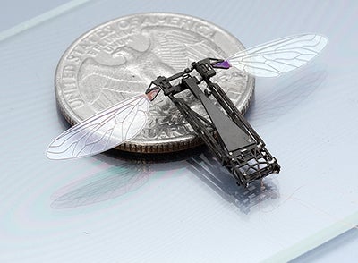 financial Council Wide range Rise Of The Insect Drones | Popular Science