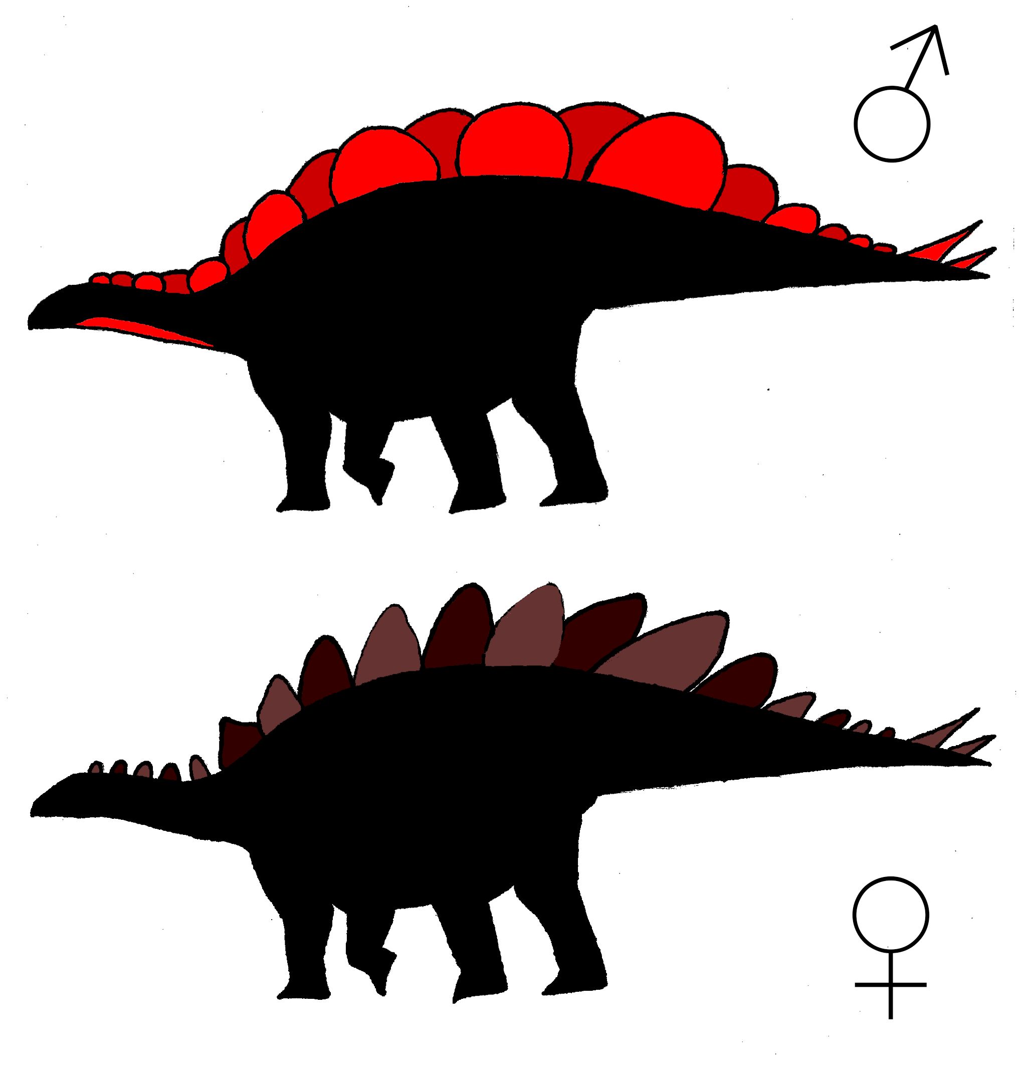 Male And Female Stegosaurus May Have Had Different Plates