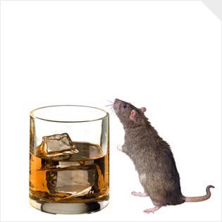 What Drives a Mouse to Drink? Its Genes.