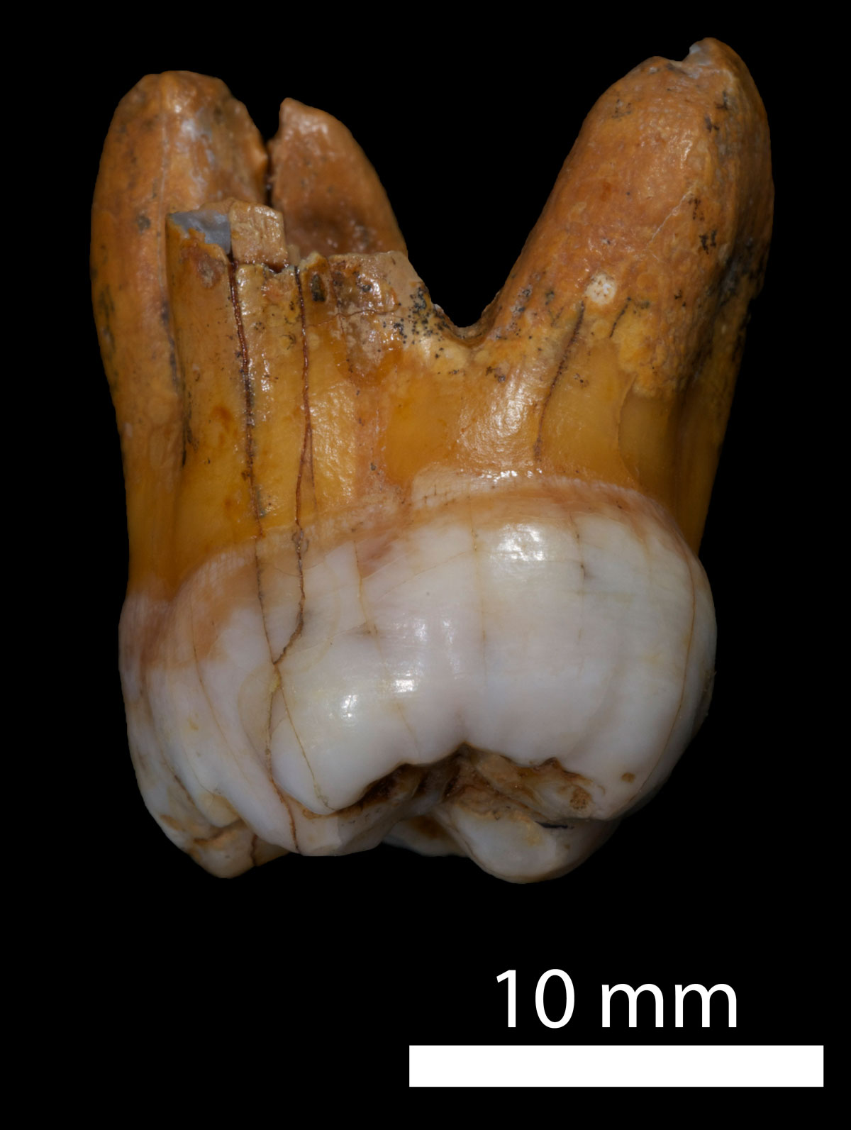 Ancient Tooth Yields Up DNA Of Ancient Human Cousins, The Denisovans