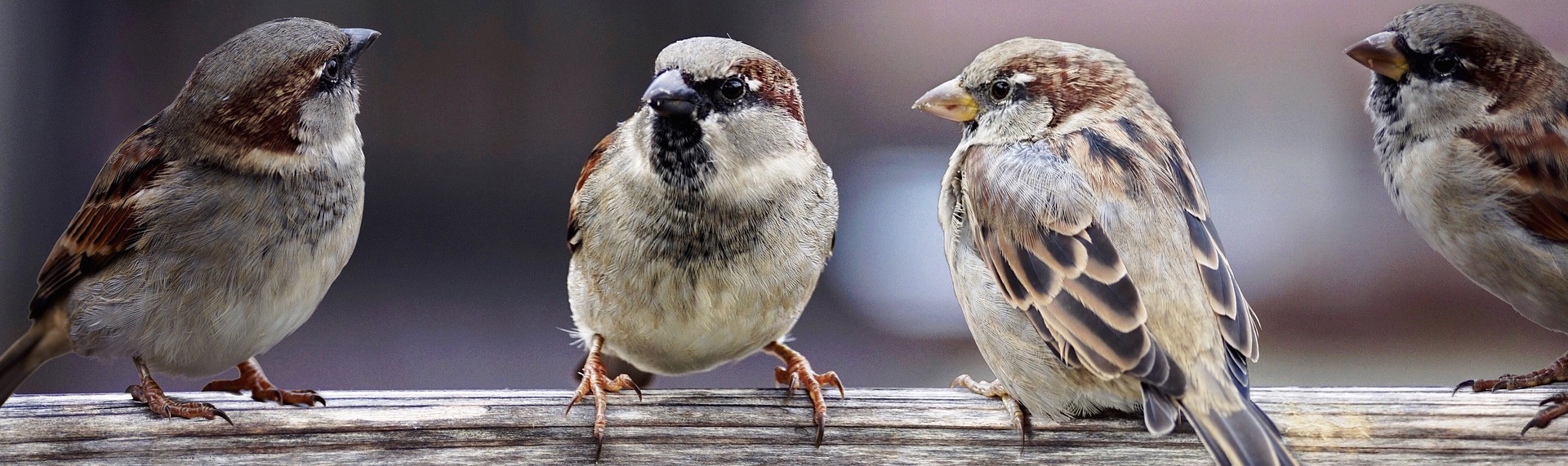 The sparrows seem to be shrinking