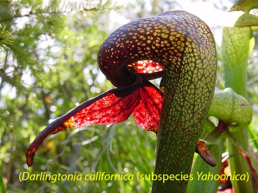Giant Carnivorous Plant Found In Silicon Valley