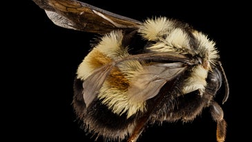 rusty patched bumblebee