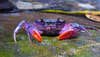 Nobody is really sure why this crab, newly discovered and named <em>Insulamon palawanense</em> after its home on the Philippine island of Palawan, is so brightly colored purple. Sure is festive, though! Read more <a href="http://news.nationalgeographic.com/news/2012/04/pictures/120418-new-crabs-purple-philippines-animals-science/?source=hp_dl1_news_crabs20120420">here</a>.