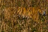A tiger sneaks through reeds of elephant grass.